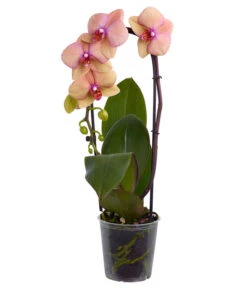 Schmetterlingsorchidee - Phalaenopsis Cultivaris 'Cascade', Verschiedene Sorten -Compo Verkaufsgeschäft 8634685 PR FS 003 SchmetterlingsorchideePhalaenopsisCascade1TrieberT12DehnerExpressZS