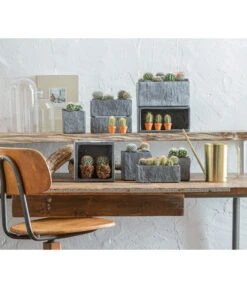 Warzenkaktus - Mammilaria, Verschiedene Sorten -Compo Verkaufsgeschäft 863470 WE MO 001 KaktusKugelmixT5 5 GC10 2022