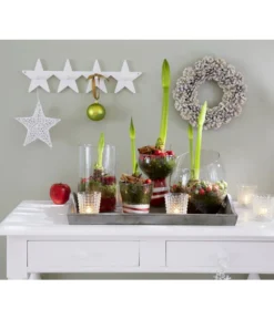 Amaryllis - Hippeastrum-Hybride -Compo Verkaufsgeschäft 8646994 8700809 WE MO 001 Amaryllis 009