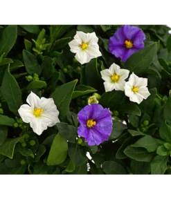 Enzianstrauch-Duo, Stämmchen -Compo Verkaufsgeschäft 8649691 PR DE 001 SolanumRantonettiStammT17TwinDehnerExpressHerzig