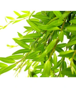 Schamblume - Aeschynanthus Japhrolepis, Ampel -Compo Verkaufsgeschäft 8651101 PR DE 001 AeschynanthusJaphrolepisSinnblumeSchamblumeT15DehnerExpressHerzig