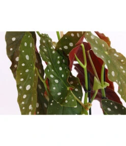 Polka-Dot Begonie - Begonia Maculata -Compo Verkaufsgeschäft 8651291 PR DE 001 BegonieMaculataT12DehnerExpressHerzig