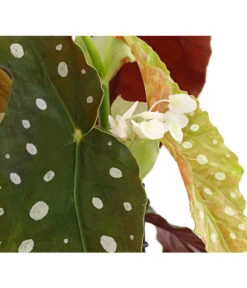 Polka-Dot Begonie - Begonia Maculata -Compo Verkaufsgeschäft 8651291 PR DE 002 BegonieMaculataT12DehnerExpressHerzig