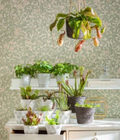 Kap-Sonnentau - Drosera Capensis -Compo Verkaufsgeschäft 8654162 WE MO FleischfresserCarnevoire