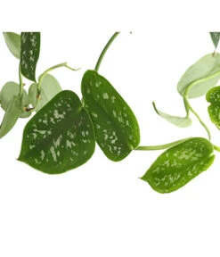Gefleckte Efeutute - Scindapsus 'Pictus', Ampel -Compo Verkaufsgeschäft 8658783 PR DE 001 EpipremnumPictusAmpelT15DehnerExpressHerzig