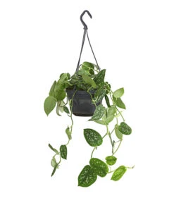 Gefleckte Efeutute - Scindapsus 'Pictus', Ampel