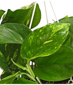Efeutute - Epipremnum Aureum 'Torro', Ampel -Compo Verkaufsgeschäft 8660045 WE DE 001 EpipremnumAureumAmpelScindapsusT15DehnerExpressHerzig