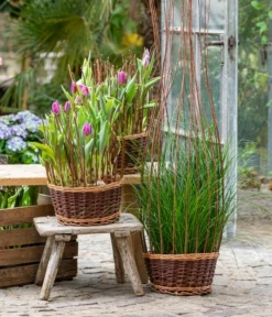 Tulpen 'Purple Flag' -Compo Verkaufsgeschäft 8660102 WE MO 002 TulpenPurpleFlag