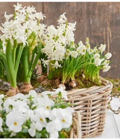 Traubenhyazinthe 'White Magic' -Compo Verkaufsgeschäft 8662686 8247520 8662009 8662041 PR MO 001 Allerheiligen0173 1