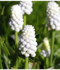 Traubenhyazinthe 'White Magic' -Compo Verkaufsgeschäft 8662686 PR MO 001 TraubenhyazintheWhiteMagicPixabay