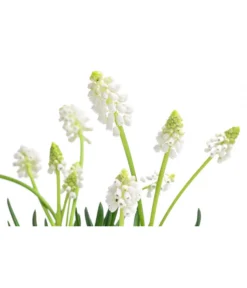Traubenhyazinthe 'White Magic' -Compo Verkaufsgeschäft 8662686 WE DE 001 MuscariAucheriWhiteMagicTraubenhyazintheT9cm