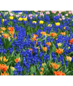 Traubenhyazinthe, Blau -Compo Verkaufsgeschäft 8662702 8662645 8662710 HyazintheBlauMuscariTraubenhyazinthePixabay