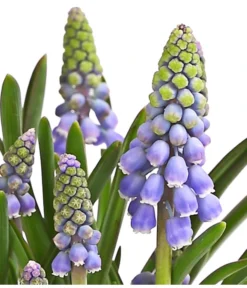 Traubenhyazinthe, Blau -Compo Verkaufsgeschäft 8662702 WE DE 002 TraubenhyazintheMuscariArmeniacumT9DehnerExpressHerzig
