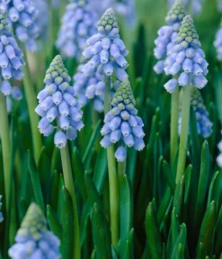 Traubenhyazinthen In Zinkschale, Ca. Ø29 Cm -Compo Verkaufsgeschäft 8664377 WE DE 001 MuscariAtlantic