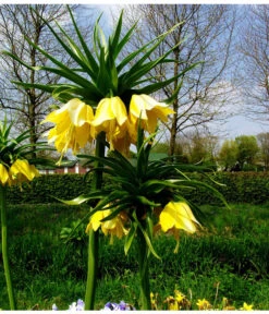 Kaiserkrone -Compo Verkaufsgeschäft 8664676 WE MO 001 KaiserkroneGelbPixabay