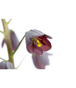 Persische Kaiserkrone -Compo Verkaufsgeschäft 8664708 PR DE 001 KaiserkroneFritillariaPersicaT19DehnerExpressZS