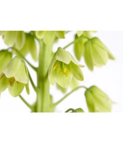 Persische Kaiserkrone -Compo Verkaufsgeschäft 8664708 PR DE 002 KaiserkroneFritillariaPersicaT19DehnerExpressZS