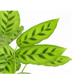 Korbmarante 'Leopardina' -Compo Verkaufsgeschäft 8666083 PR DE 001 KorbmarantheCalatheaLeopardinaT12DehnerExpressHerzig