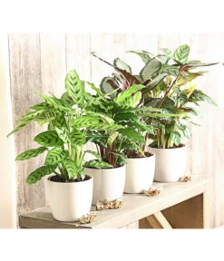 Korbmarante - Calathea Picturata -Compo Verkaufsgeschäft 8666083 PR MO 001 KorbmarantheCalatheaLeopardinaT12DehnerExpressHerzig