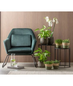 Korbmarante 'Leopardina' -Compo Verkaufsgeschäft 8666083 WE MO 001CalatheaLeopardinaT12 GC15 2022 01