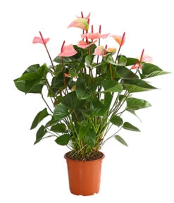 Große Flamingoblume - Anthurium Andreanum 'Summerlove'