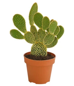 Feigenkaktus - Opuntia Microdasys 'Yellow'