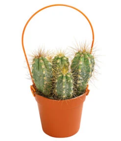 Mini Kakteen Am Bügel, Verschiedene Sorten -Compo Verkaufsgeschäft 8670481 PR FS 003 KakteenMiniAmBuegelT5DehnerExpressHerzig
