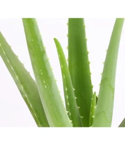 Echte Aloe - Aloe Vera -Compo Verkaufsgeschäft 8670853 PR DE 001 AloeVeraT12DehnerExpressHerzig