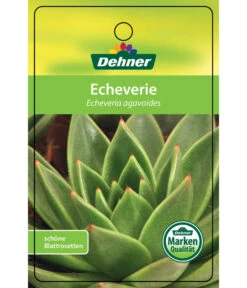 Echeverie - Echeveria Agavoides -Compo Verkaufsgeschäft 8672636 Echeveriaagavoides 22022017 1