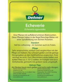 Echeverie - Echeveria Agavoides -Compo Verkaufsgeschäft 8672636 Echeveriaagavoides 22022017 2
