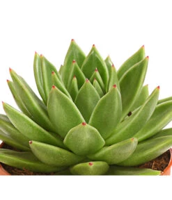 Echeverie - Echeveria Agavoides -Compo Verkaufsgeschäft 8672636 WE DE 001 EcheveriaAgavoidesT10DehnerExpressHerzig