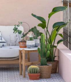 Kaktus-Wolfsmilch - Euphorbia Ingens -Compo Verkaufsgeschäft 8673246 WE MO 001 KaktusWolfsmilchEuphorbiaIngens 1