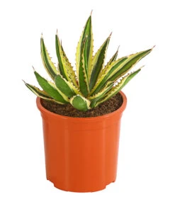 Agave 'Cuba' - Agave, Verschiedene Sorten -Compo Verkaufsgeschäft 8683484 PR FS 001 AgavenMixCubaT12DehnerExpressHerzig
