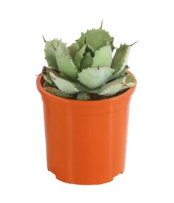 Agave 'Cuba' - Agave, Verschiedene Sorten -Compo Verkaufsgeschäft 8683484 PR FS 002 AgavenMixCubaT12DehnerExpressHerzig