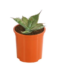 Agave 'Cuba' - Agave, Verschiedene Sorten -Compo Verkaufsgeschäft 8683484 PR FS 004 AgavenMixCubaT12DehnerExpressHerzig