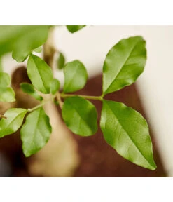 Bonsai Mit Buddha, Verschiedene Sorten -Compo Verkaufsgeschäft 8686644 PR DE 001 BonsaiMixMitSchaleUndBuddha15erSchaleDehnerExpressZS