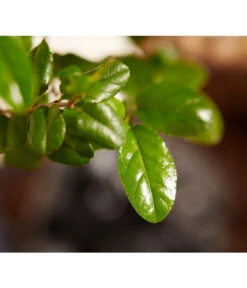 Bonsai Mit Buddha, Verschiedene Sorten -Compo Verkaufsgeschäft 8686644 PR DE 002 BonsaiMixMitSchaleUndBuddha15erSchaleDehnerExpressZS