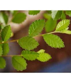 Bonsai Mit Buddha, Verschiedene Sorten -Compo Verkaufsgeschäft 8686644 PR DE 003 BonsaiMixMitSchaleUndBuddha15erSchaleDehnerExpressZS