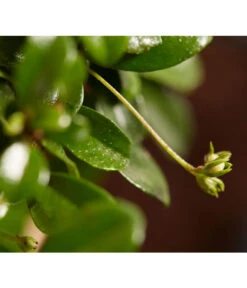 Bonsai Mit Buddha, Verschiedene Sorten -Compo Verkaufsgeschäft 8686644 PR DE 004 BonsaiMixMitSchaleUndBuddha15erSchaleDehnerExpressZS