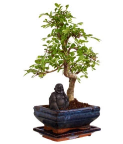 Bonsai Mit Buddha, Verschiedene Sorten -Compo Verkaufsgeschäft 8686644 PR FS 003 BonsaiMixMitSchaleUndBuddha15erSchaleDehnerExpressZS