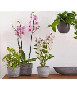 Efeutute - Epipremnum Aureum 'Torro', Ampel -Compo Verkaufsgeschäft 8687071 PR MO 002 8687063 8250045 8660045 DendrobiumUveSauer