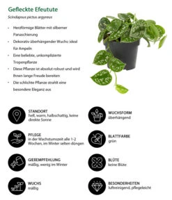 Gefleckte Efeutute - Scindapsus Pictus -Compo Verkaufsgeschäft 8689127 WE IG 001 GefleckteEfeutute