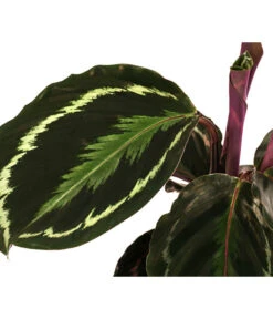Korbmarante - Calathea Roseopicta 'Medallion' -Compo Verkaufsgeschäft 8696288 WE DE 001 CalatheaMedaillonT12
