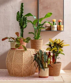 Abessinische Wolfsmilch - Euphorbia Abyssinica -Compo Verkaufsgeschäft 8698805 WE MO 001 AutumnSunrise