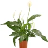 Air So Pure® Einblatt - Spathiphyllum Wallisii 'Chico'