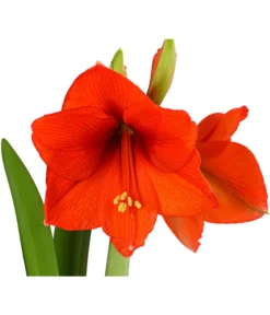 Amaryllis - Hippeastrum-Hybride -Compo Verkaufsgeschäft 8700809 PR DE 001 AmaryllisHippeastrum2TrieberT13DehnerExpressHerzig