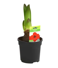 Amaryllis - Hippeastrum-Hybride -Compo Verkaufsgeschäft 8700809 PR FS 003 HippeastrumRoyalRed2TrDehnerExpressHerzig