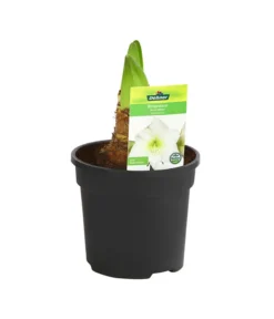 Amaryllis - Hippeastrum-Hybride -Compo Verkaufsgeschäft 8700809 PR FS 004 HippeastrumArcticWithe2TrDehnerExpressHerzig