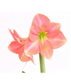 Amaryllis - Hippeastrum-Hybride -Compo Verkaufsgeschäft 8700809 WE DE 001 AmaryllisHippeastrumMultifloraRittersternT17DehnerExpressHerzigOW