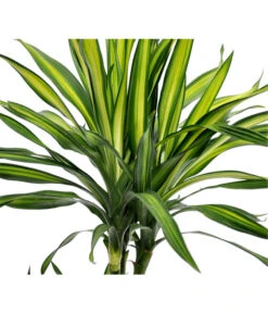 Drachenbaum - Dracaena Fragrans 'Rikki' -Compo Verkaufsgeschäft 8703340 BildD 001 DrachenbaumRikkiDracDereRikki3T
